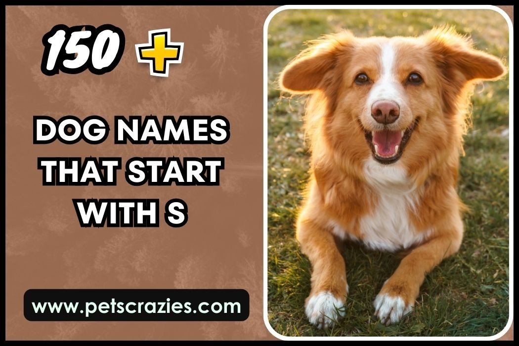 Dog Names That Start With S
