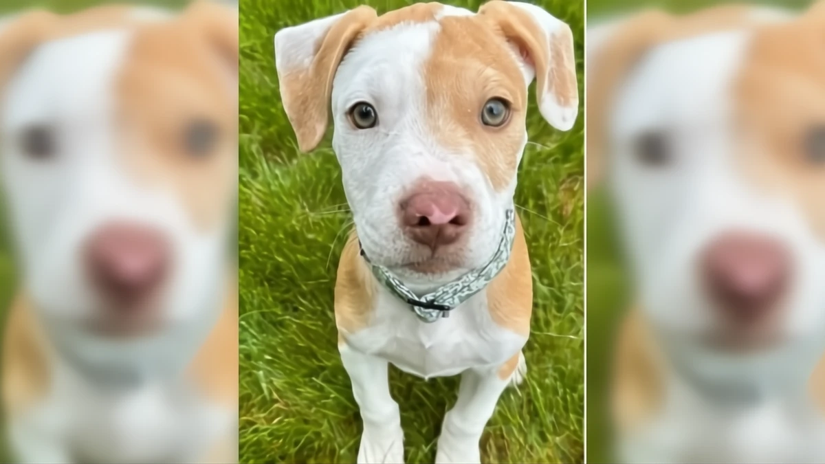 Family's Emotional Reunion with a New Puppy After Losing Their Beloved Senior Dog