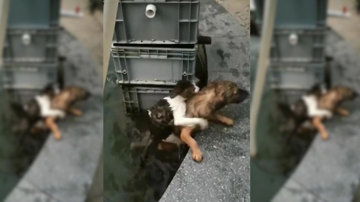 Fearless Dog Jumps into Water to Rescue Cat Friend