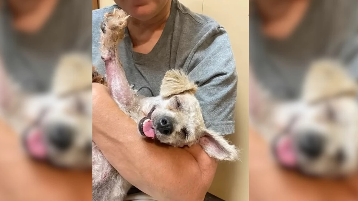 From Forsaken to Cherished Avery's Amazing Transformation