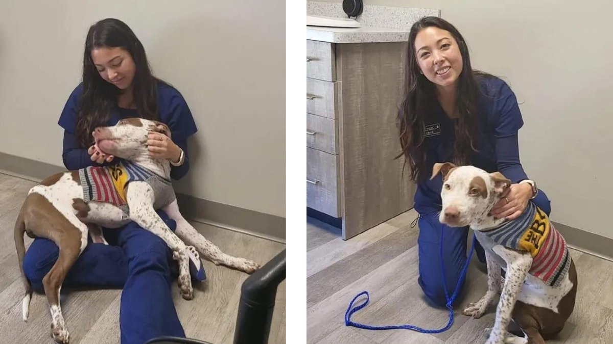 From Heartache to Happiness Hank's Journey from Abandonment to Love