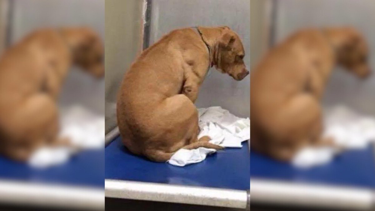 From Heartbreak to Hope A Pitties's Journey Back to Joy