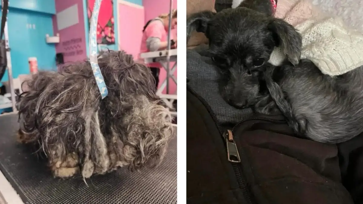 From Matted Mess to Joyful Dog: Pixie's Rescue Story