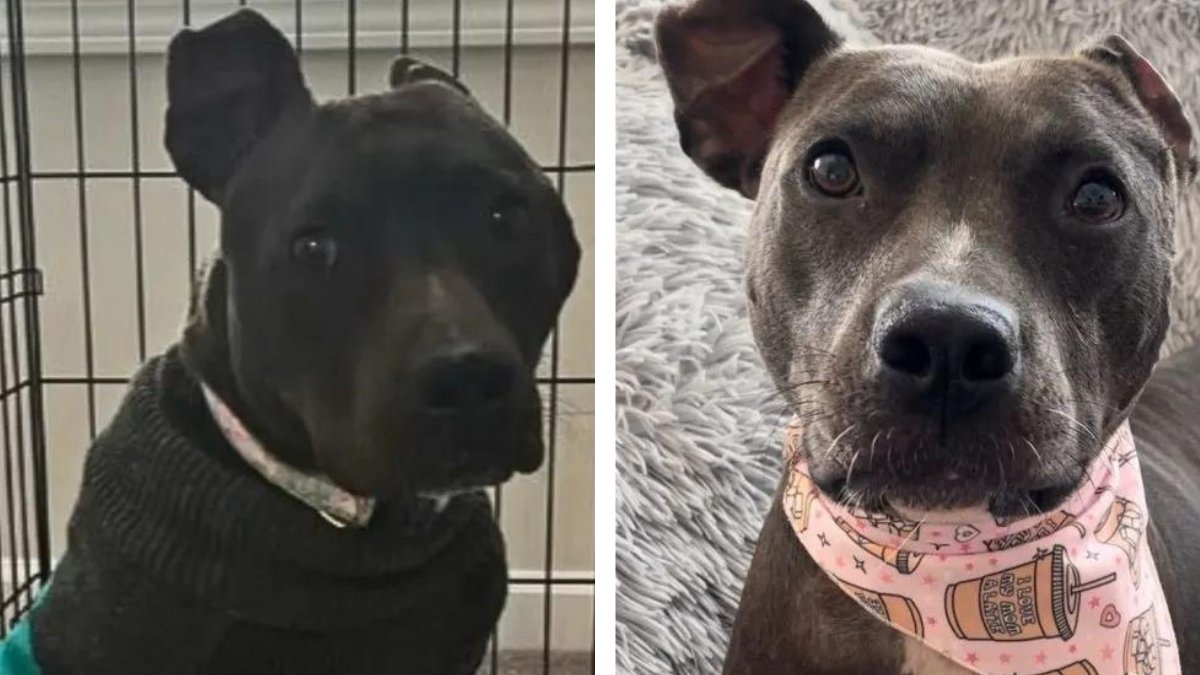 From Shadows to Sunshine The Heartwarming Tale of a Rescued Pit Bull