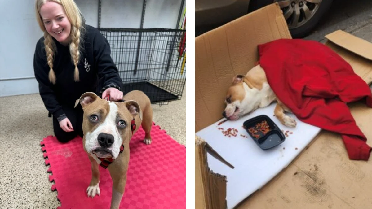 From Trash Bag to Loving Home: Paralyzed Pittie's Journey