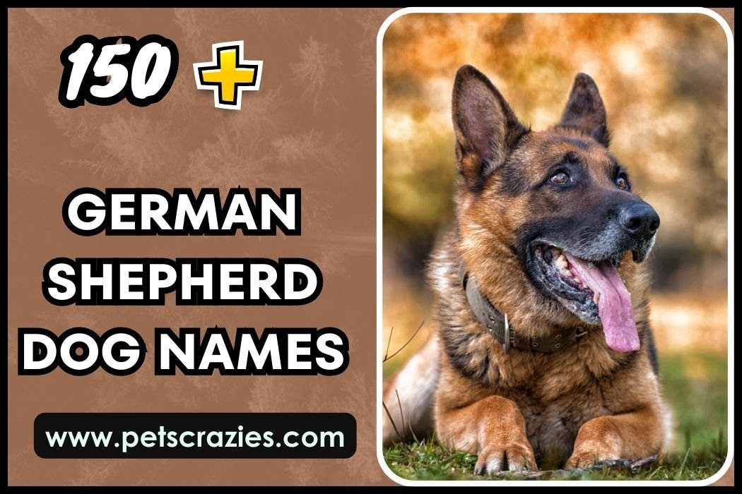 German Shepherd Dog Names