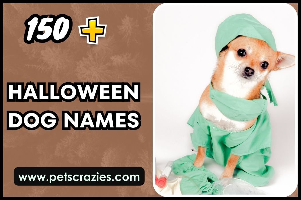Halloween Dog Names
