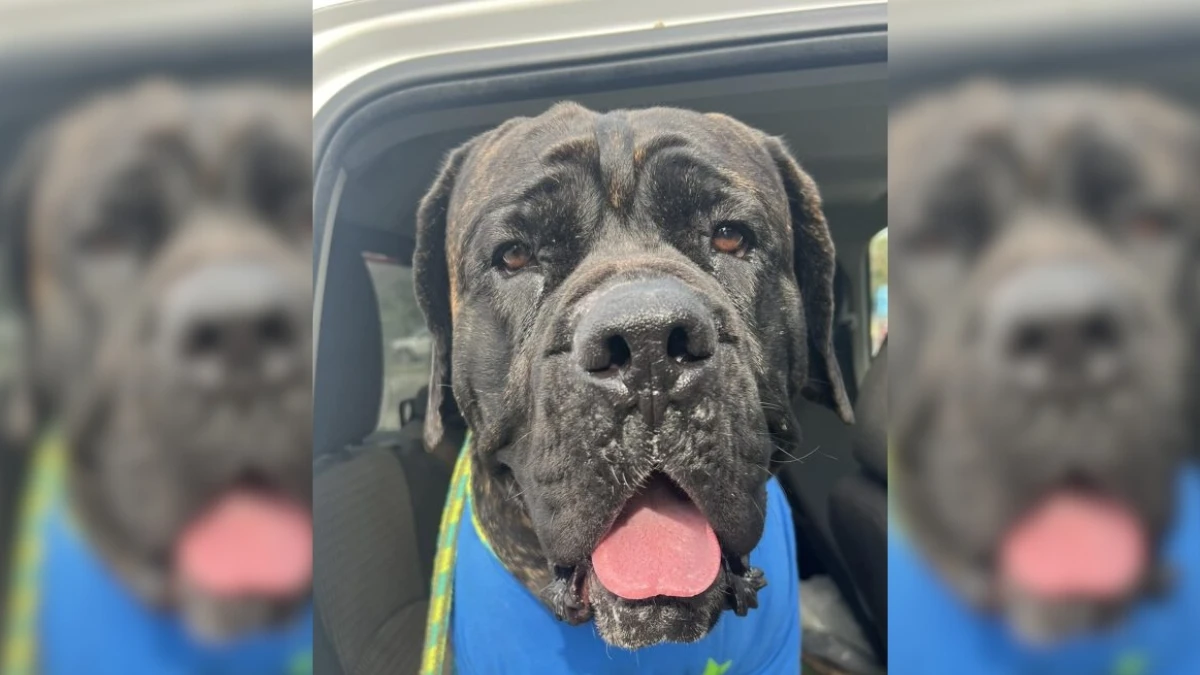 Heartbreaking Journey Dog Roams Streets with Plastic Box Stuck on His Head for Almost a Year