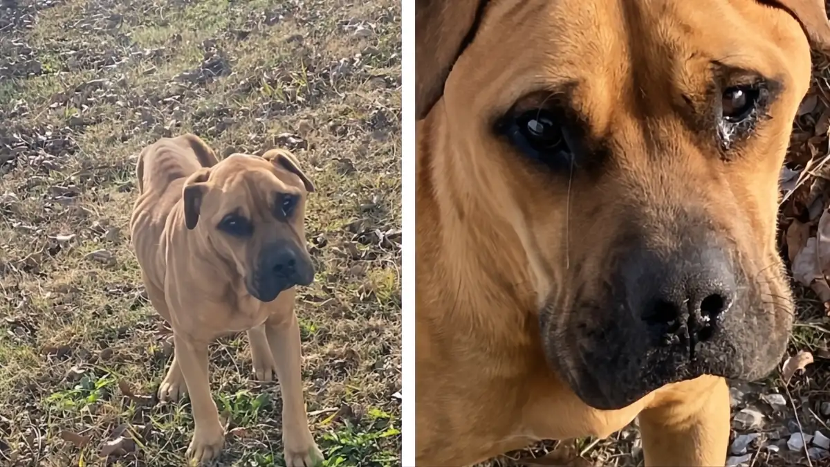 Heartbroken Dog Cries with Joy When He Meets His Rescuer After Being Abandoned