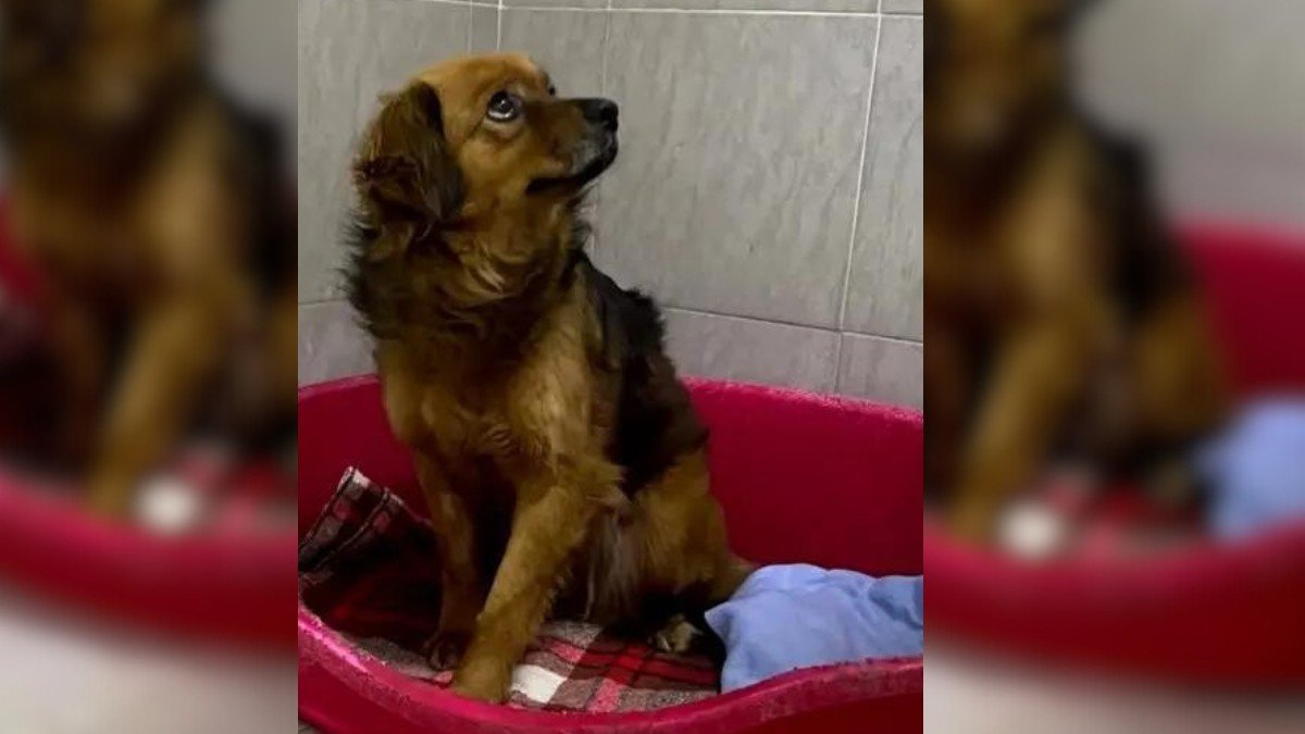 Heartbroken Dog Refuses To Leave Home After Tragic Loss Of Her Owner