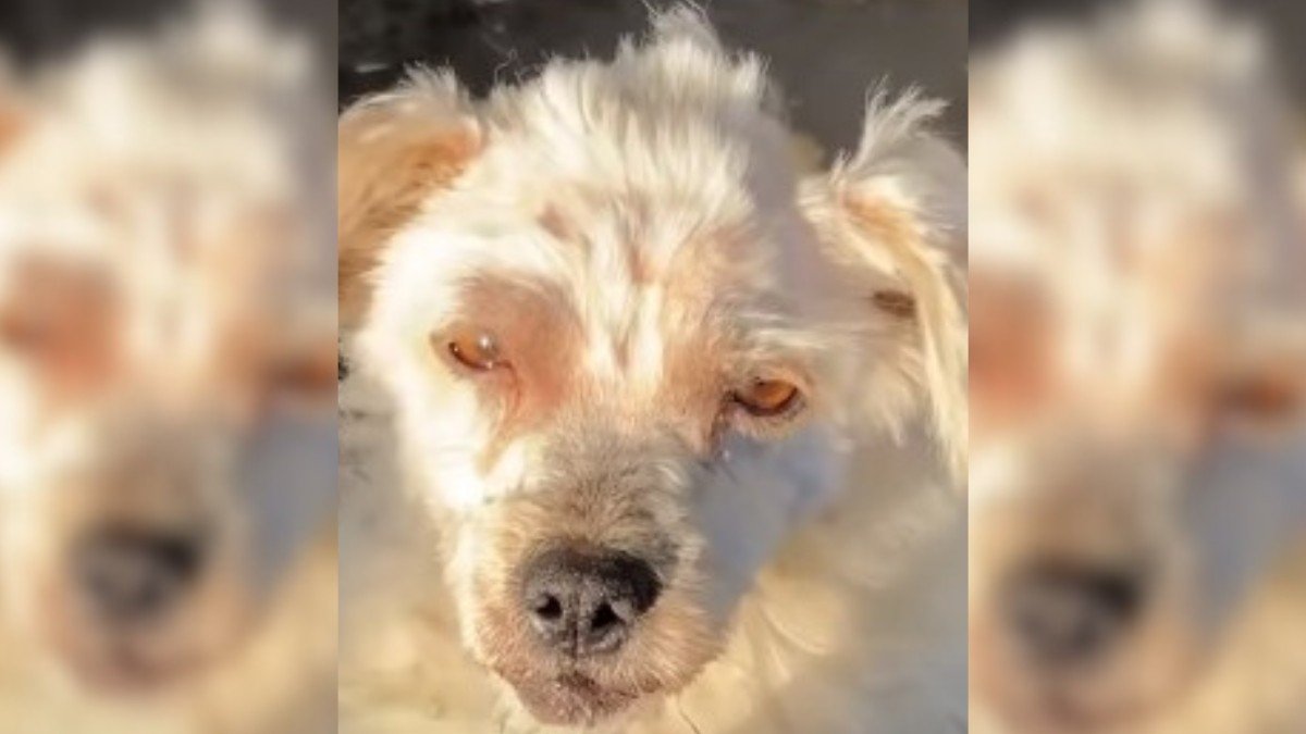 Heartbroken Mama Dog Left Chained and Starving, Unable to Feed Her Babies