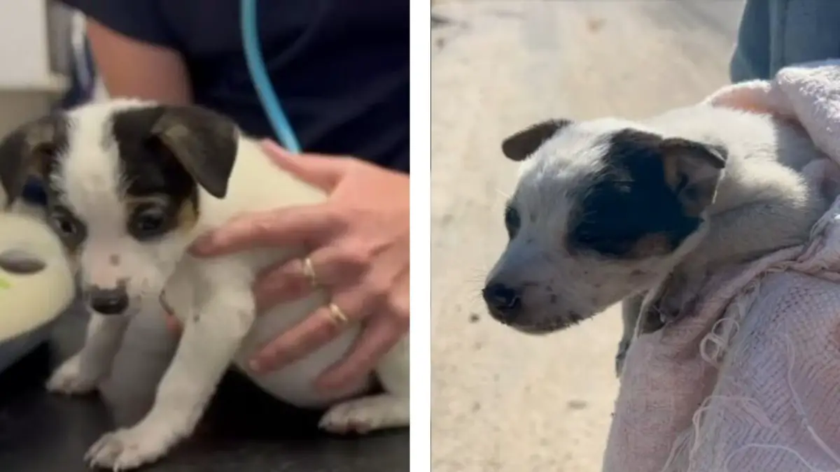 Heartbroken Puppy Left in Tears After Being Abandoned