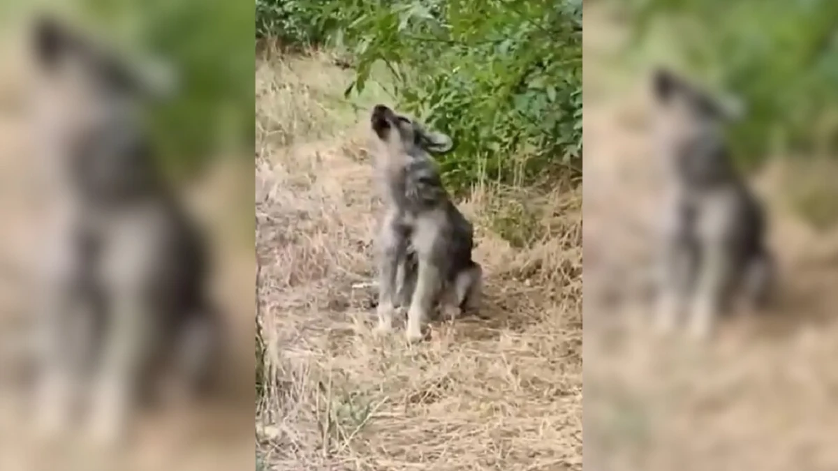 Heartbroken Woman Rescues Scared Dog Left by the Road
