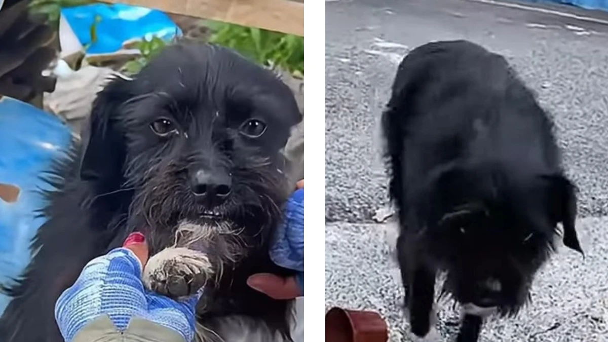 Heartfelt Patience Wins Over a Scared Stray Pup