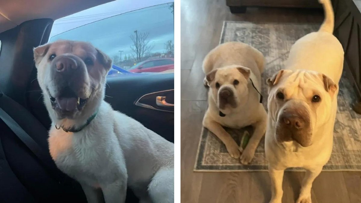 Heartfelt Surprise: Couple Unveils Incredible Bond After Dog Adoption