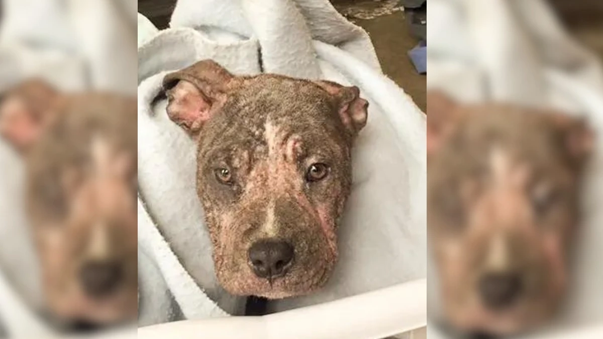 Heartwarming Rescue: Firefighter Helps Abandoned Puppy