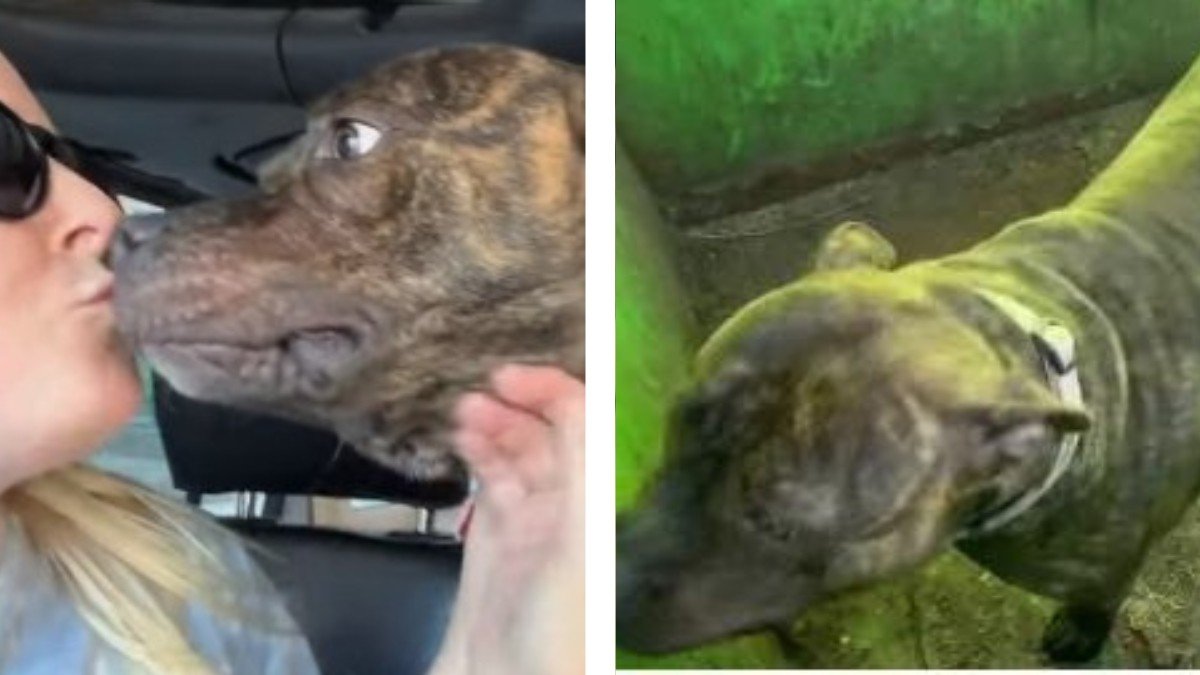 Heartwarming Rescue Tiny Puppy Found in Dumpster Melted Their Hearts