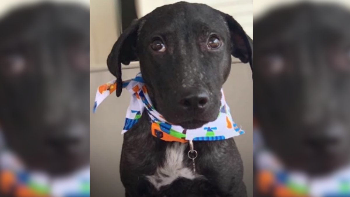 Heartwarming Rescue of a Struggling Beach Pup