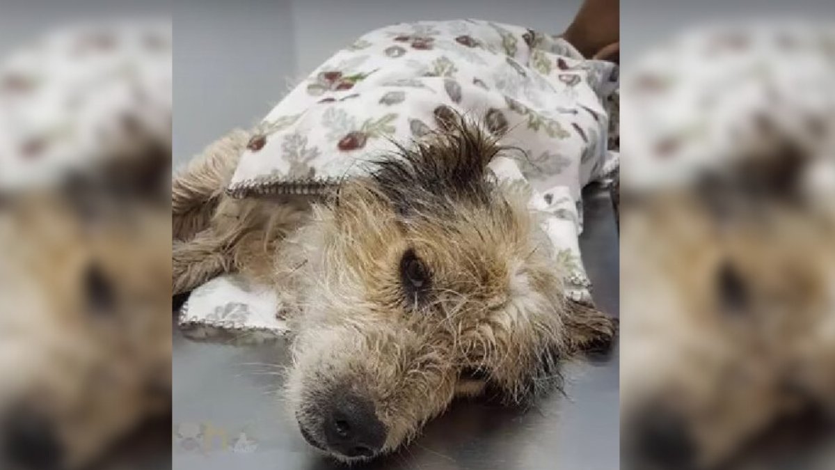 Helpless Dog Abandoned in Woods Awaits a Hero’s Rescue