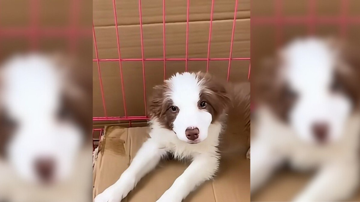 Helpless Dog Left to Suffocate Gets Saved by a Hero