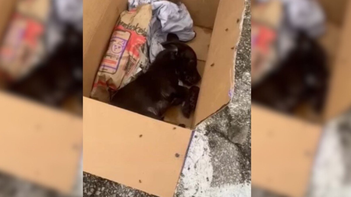 Helpless Puppy Abandoned at Dumpster, Fights for Life