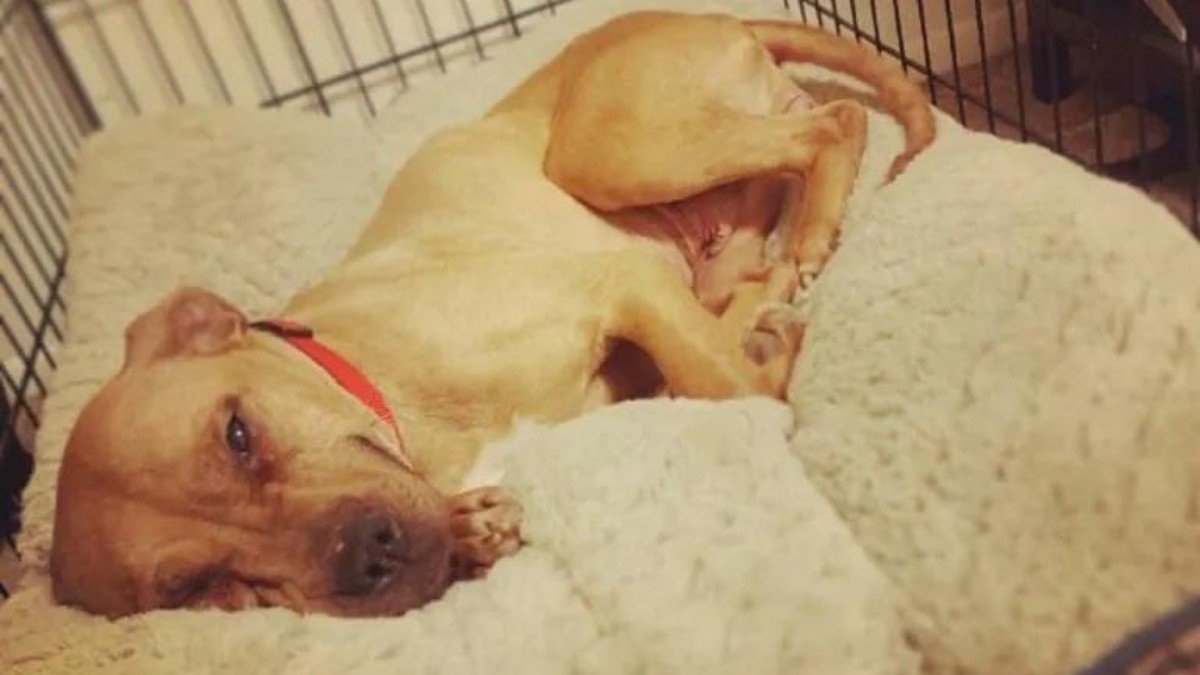 Hero Cop Saves Pit Bull Left to Freeze on Porch