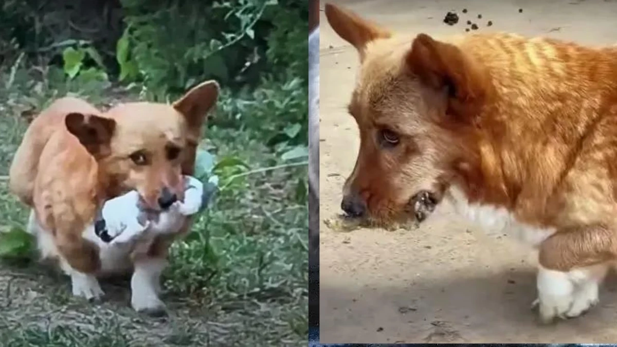 Hidden Angels of the City Streets