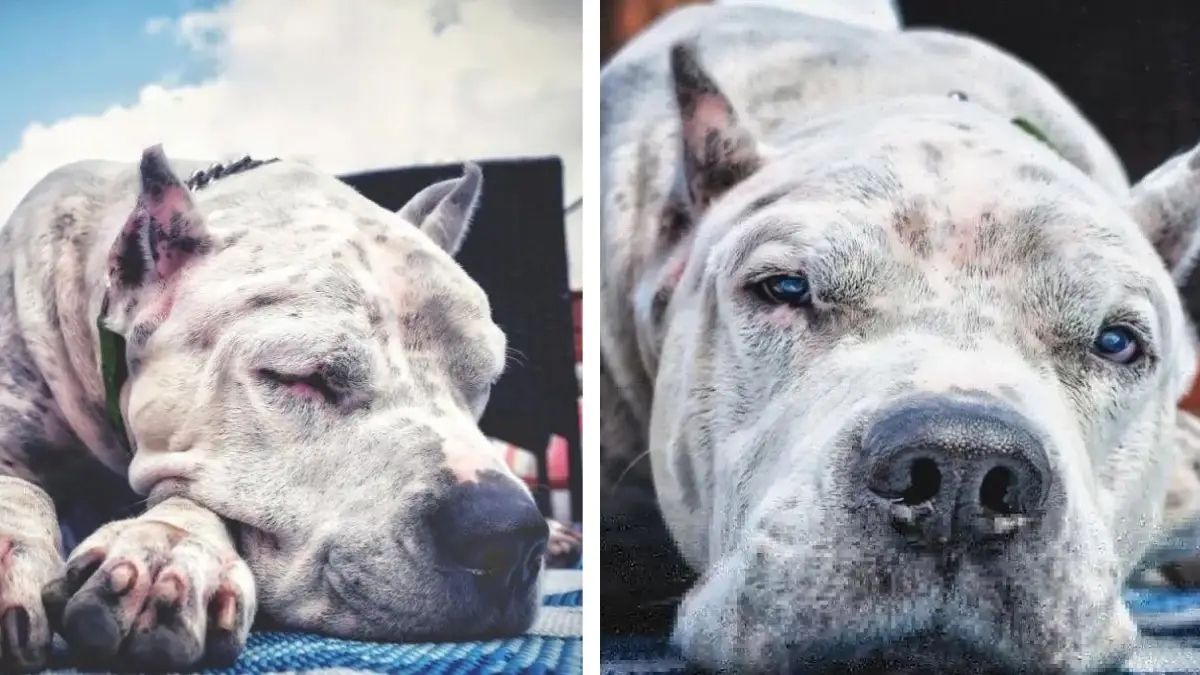 How Tyson Learned to Love Again After Loss