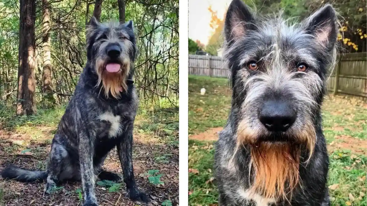Internet Amazed by Woman's Majestic Pup and His Incredible Change