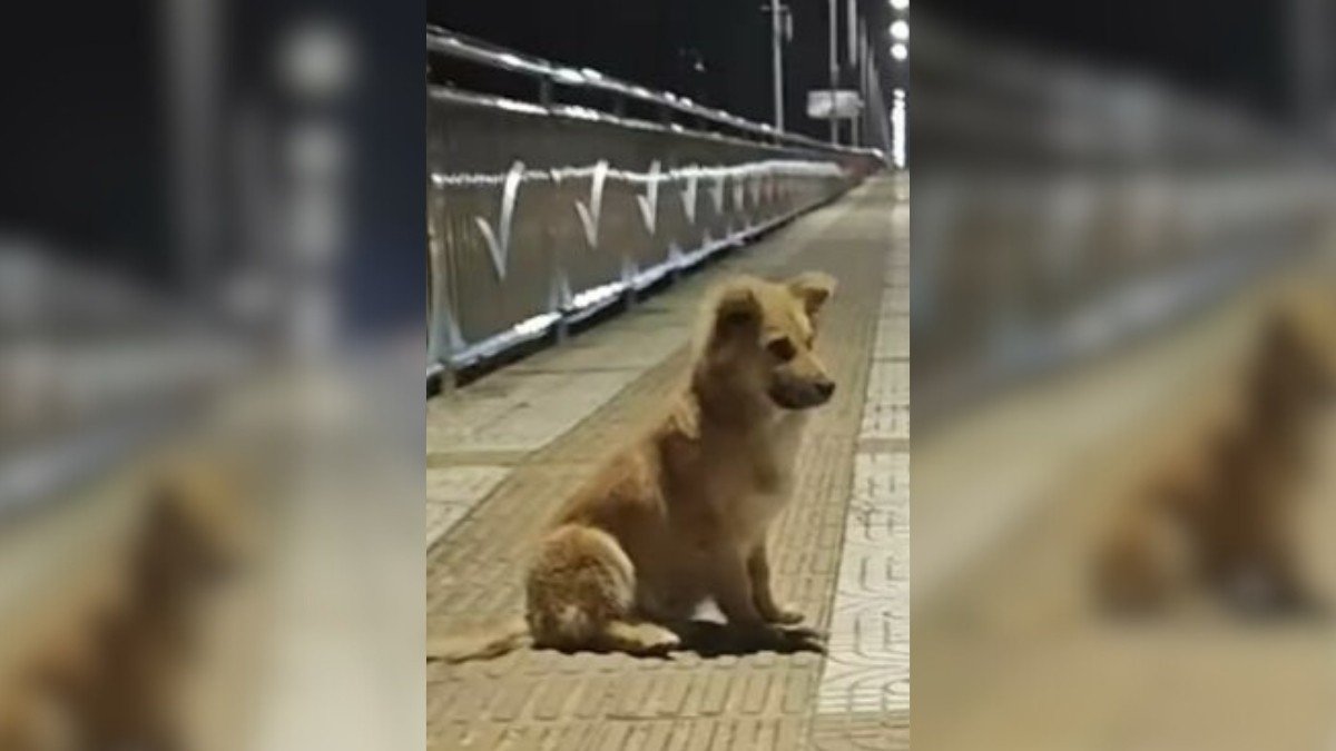 Lost Pup Finds Love and a Fresh Start