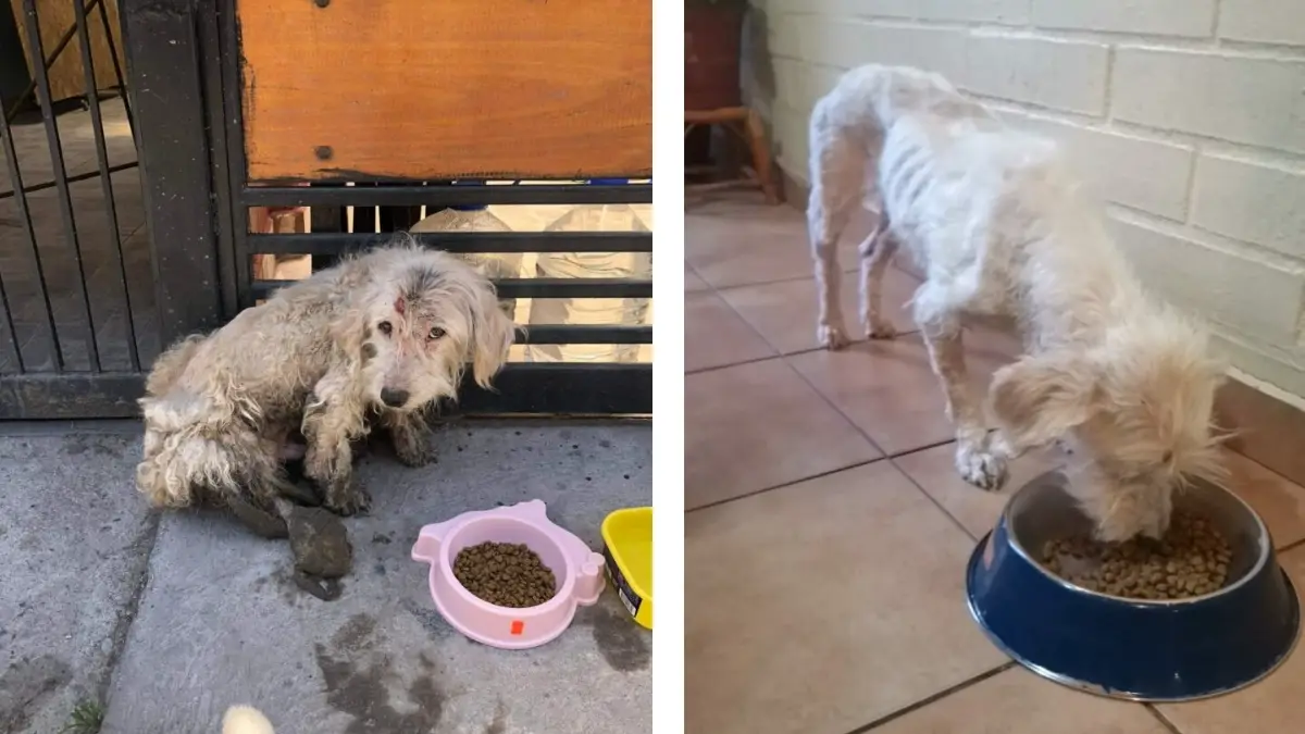 Loyal Dog Left Waiting for Days, Unaware He's Been Abandoned