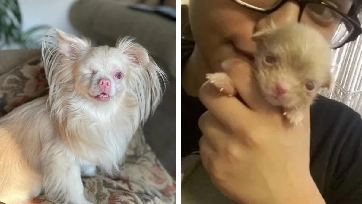 Lucky's Heartwarming Journey from Survival to Joy 1 Lucky's Heartwarming Journey from Survival to Joy