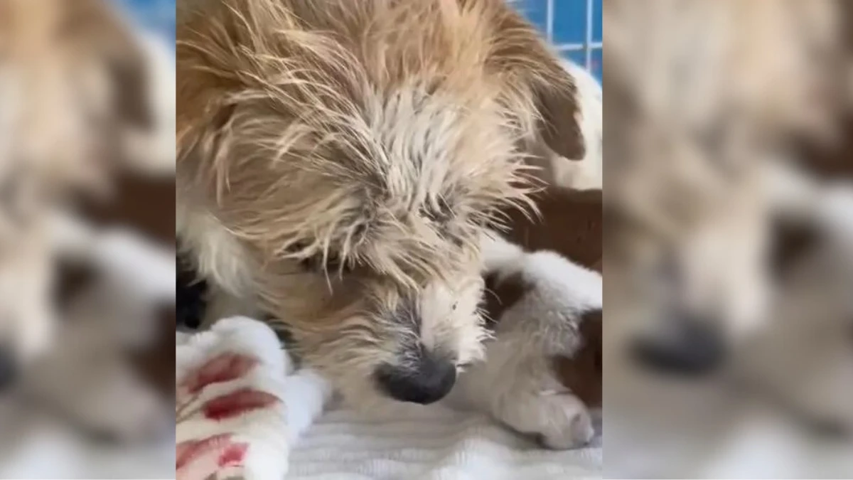 Mama Dog Begs for Help, Carrying Her Babies in Desperation