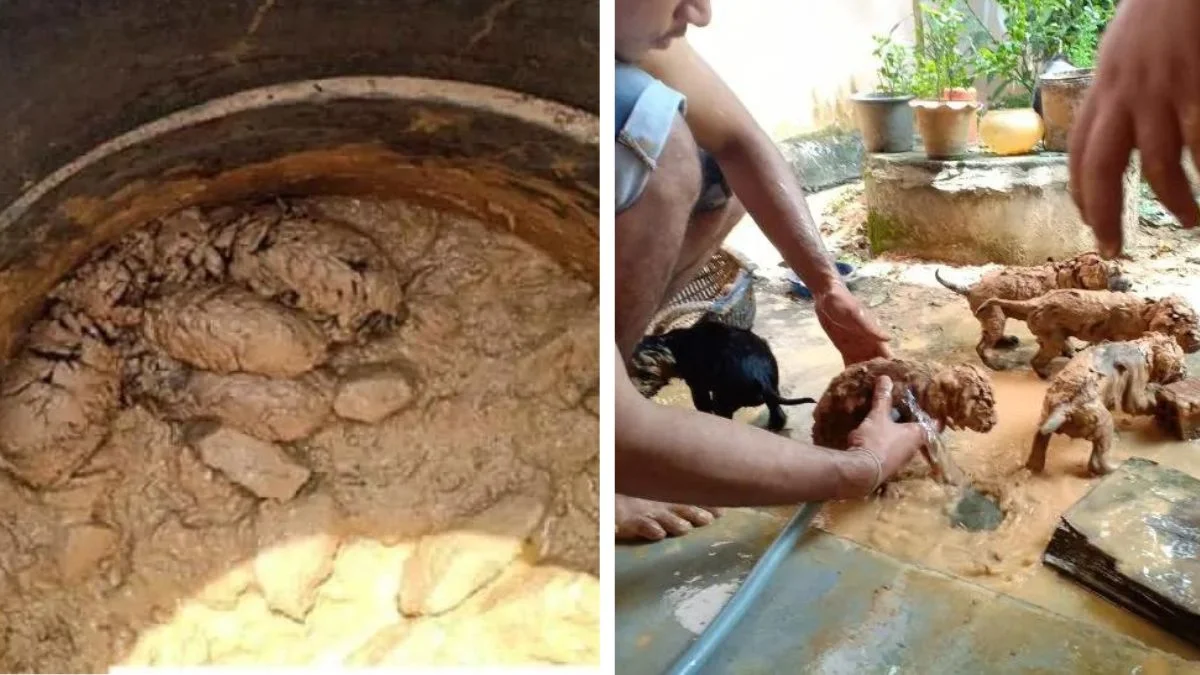 Man Rescues 5 Mud-Coated Blobs from a Well, Reveals Sweetest Puppies