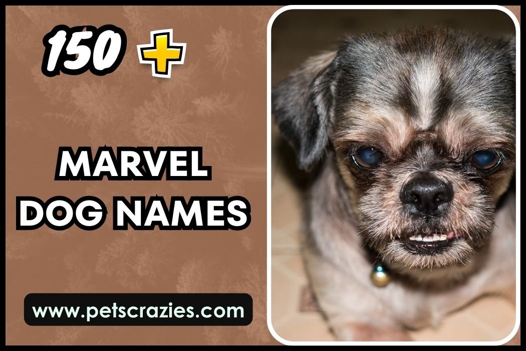 Marvel Dog Names
