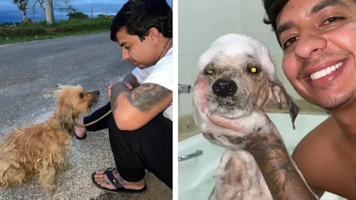 Mila's Incredible Journey from Abandonment to Love
