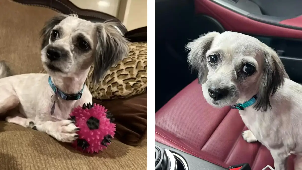 Missing Pup Finds Her Way Home After a Year
