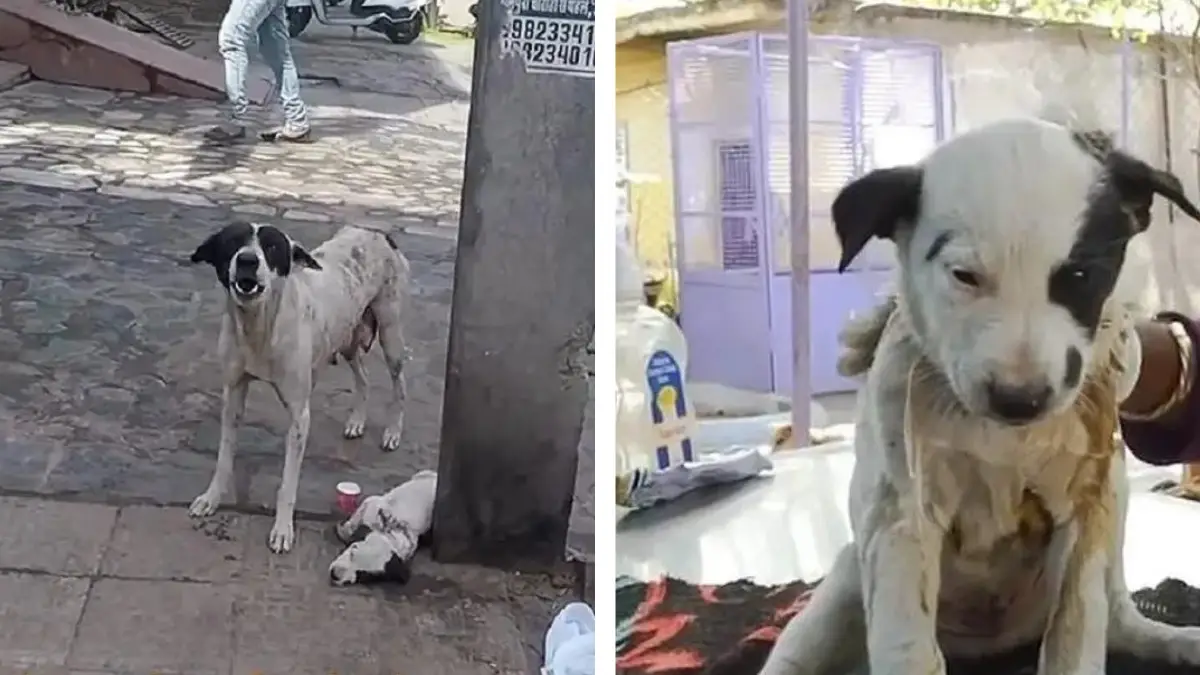 Mother Dog's Heartfelt Cry Leads to Pup's Rescue