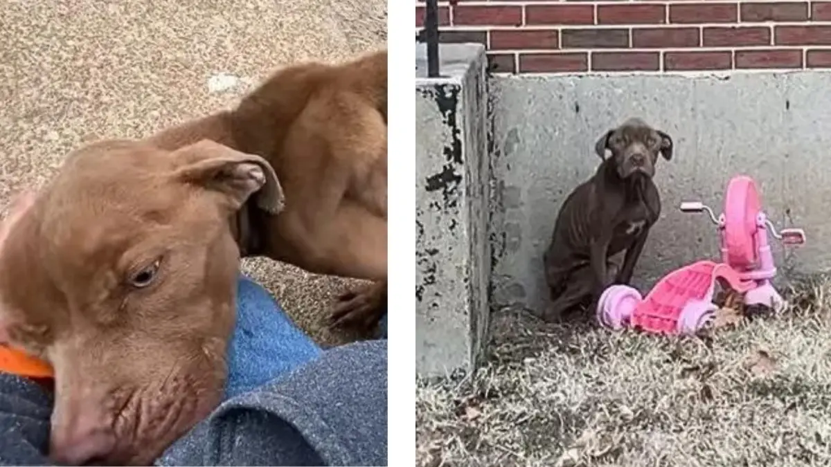 Nico's Leap: From Solitude to a Loving Embrace