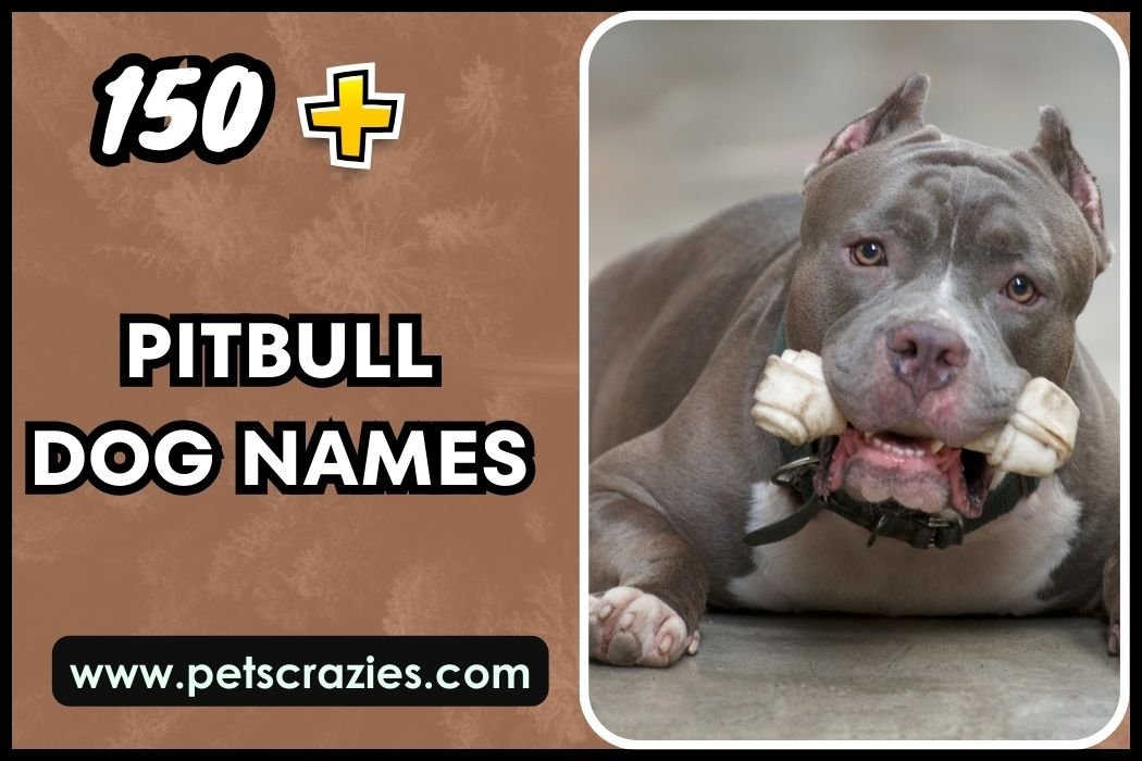 150+ Pitbull Dog Names - Unique And Strong Options