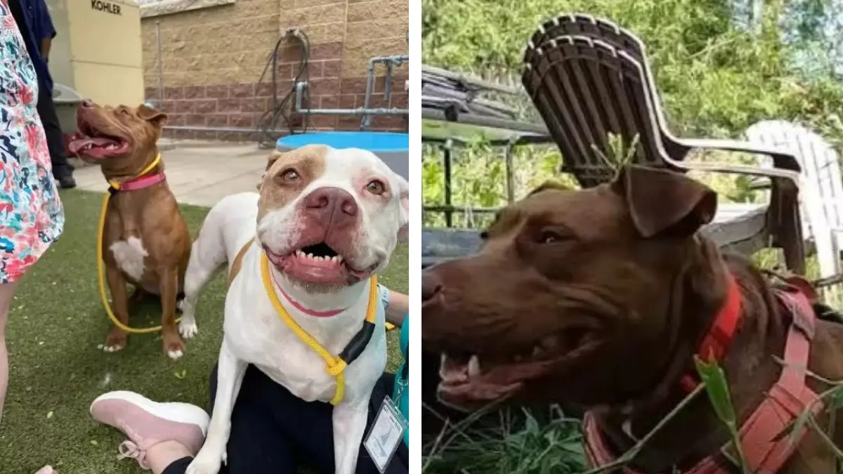Pittie’s Heartfelt Leap Captured on Camera to Reunite with Best Friend