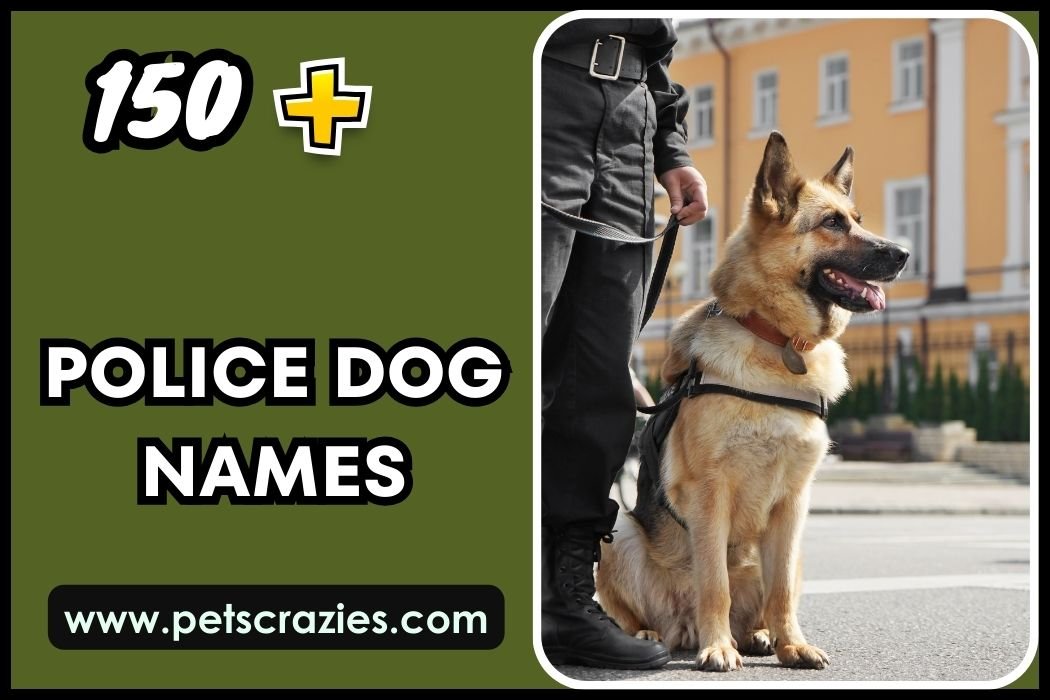 150+ Police Dog Names - Strong And Brave Choices