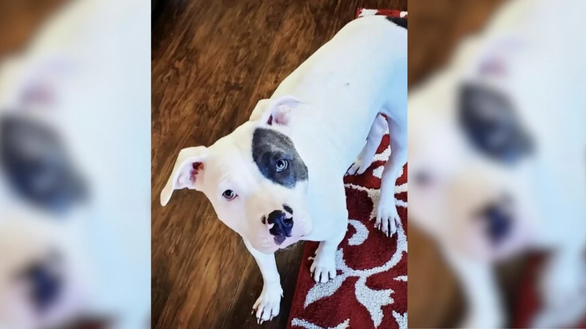 Rescued Dog Can't Stop Hugging His New Family