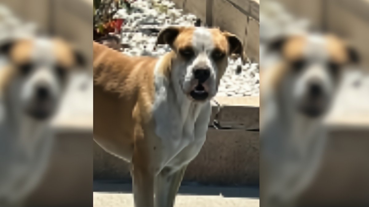 Rescued Stray Dog Finds Peace with Cuddly Toys