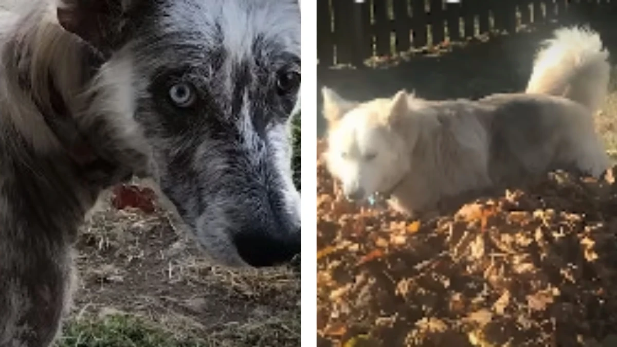 Rescued and Reborn: The Journey of a Stray Dog Named Artie