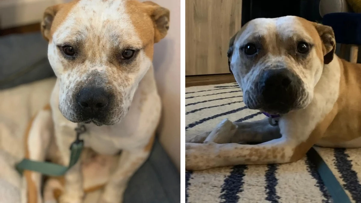 Rescuers Shocked by Helpless Dog Left to Freeze Alone