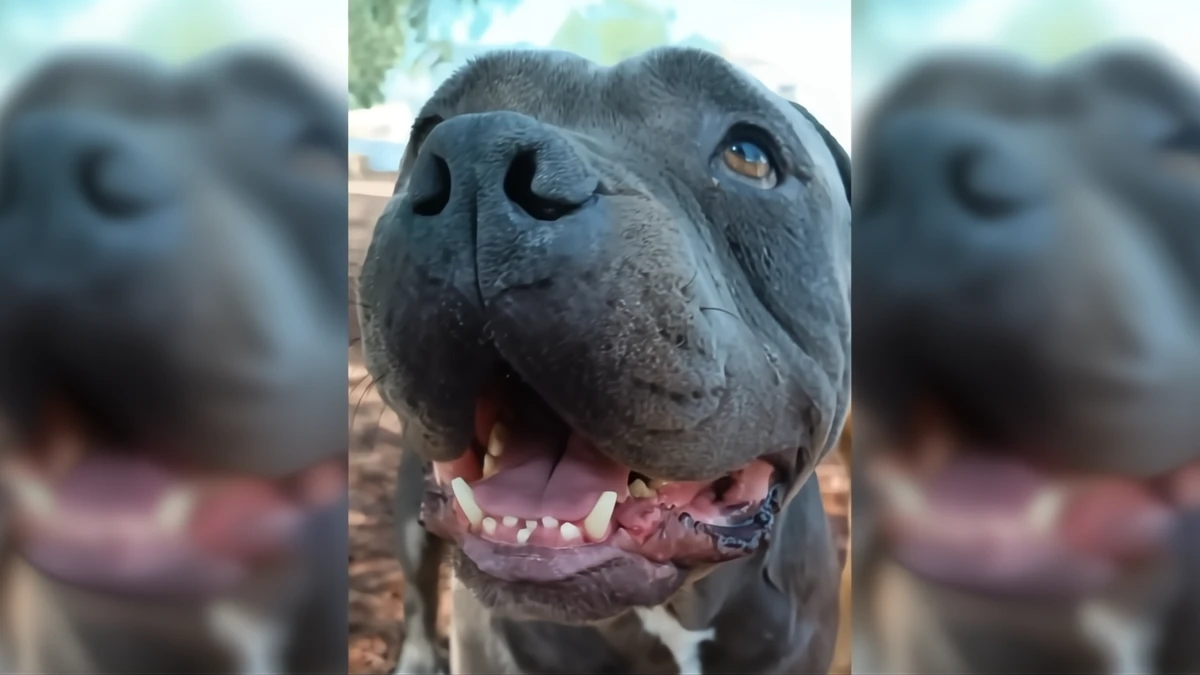 Rescuers Stunned by the Heartfelt Reason a Boy Left His Pup at the Shelter