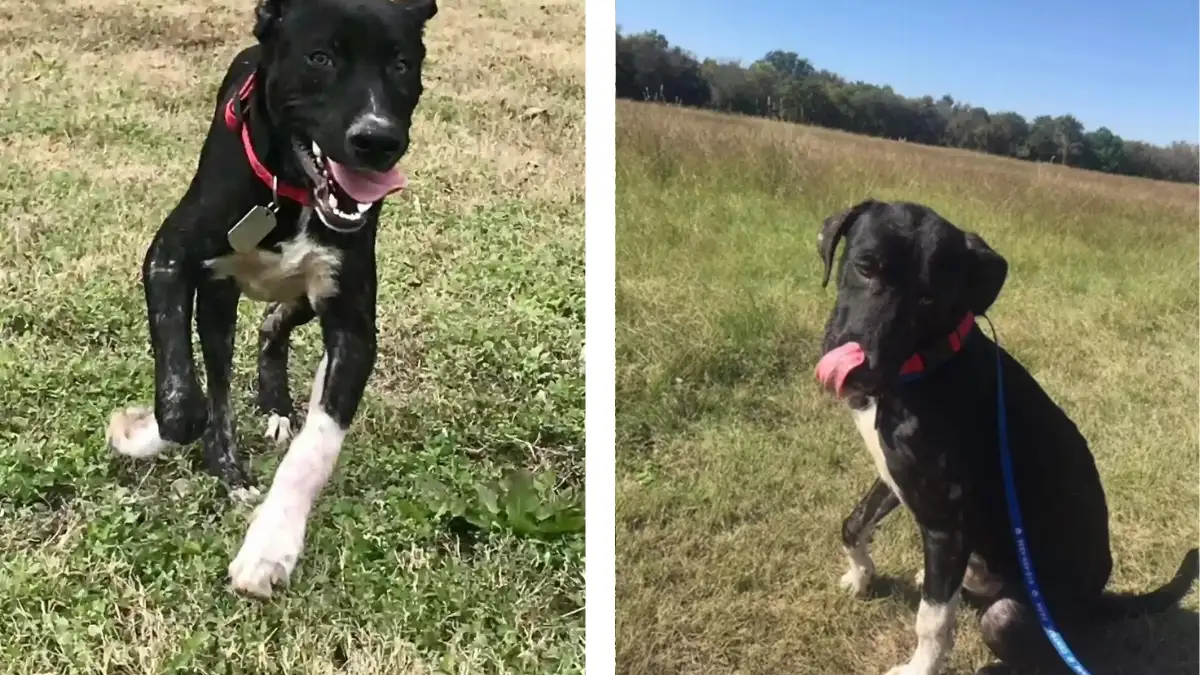 Stray Dog Finds Hope at School, Thanks to a Kind Teacher 1 Stray Dog Finds Hope at School, Thanks to a Kind Teacher