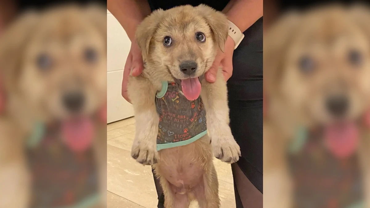 Stray Puppy Walks into Naval Base and Finds His Forever Family