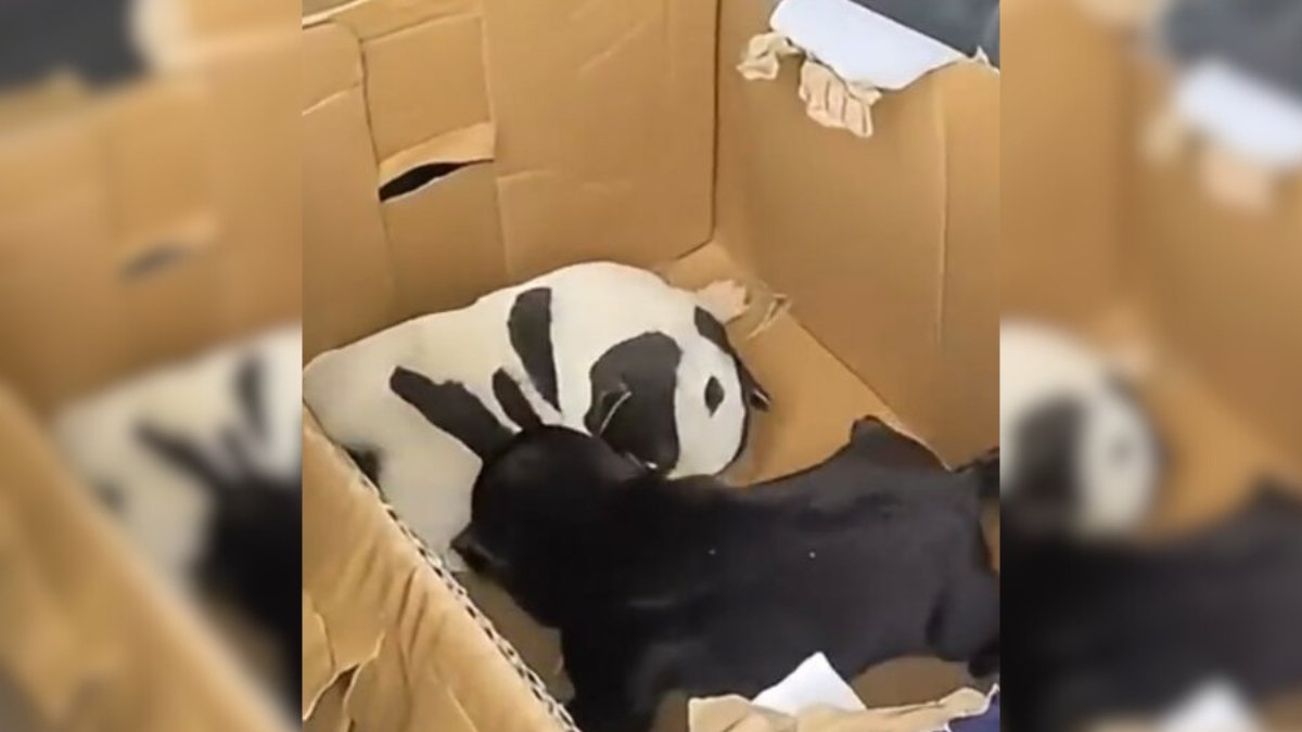 Surprised Man Discovers Heartbreaking Scene on the Road and Takes Immediate Action